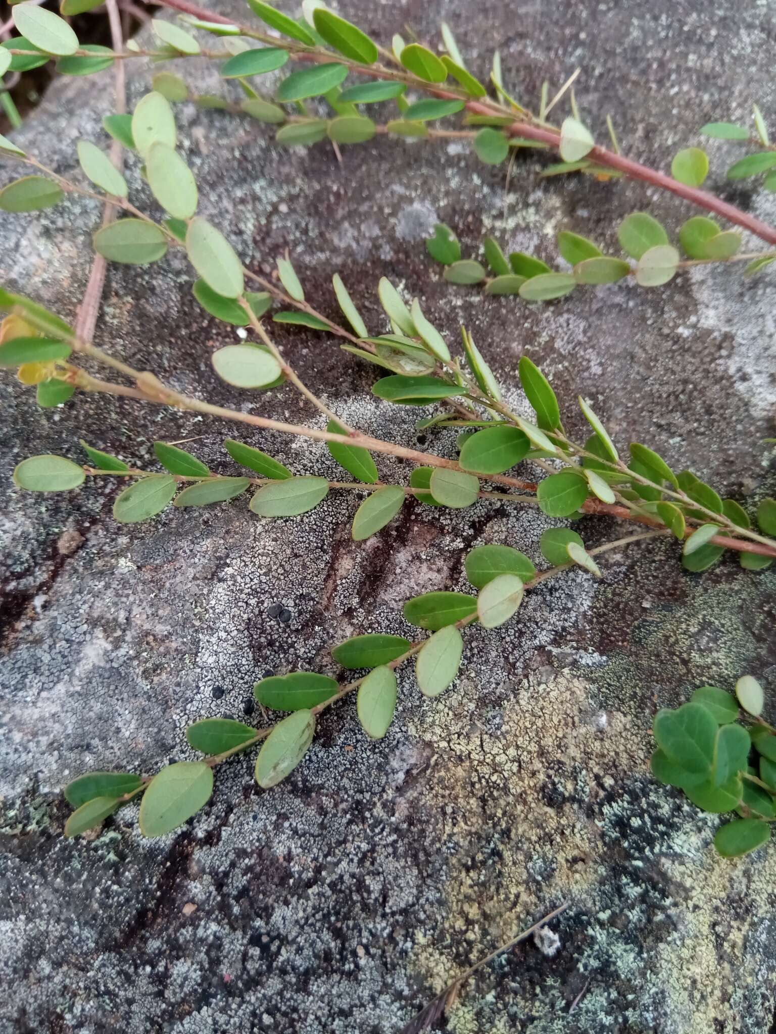 Image of Phyllanthus nummulariifolius Poir.