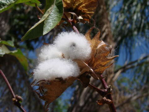 Image of upland cotton