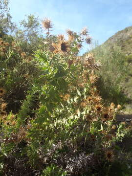 Image of Berkheya cruciata subsp. cruciata