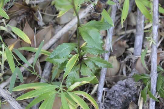 Image of Senecio pilquensis Buek