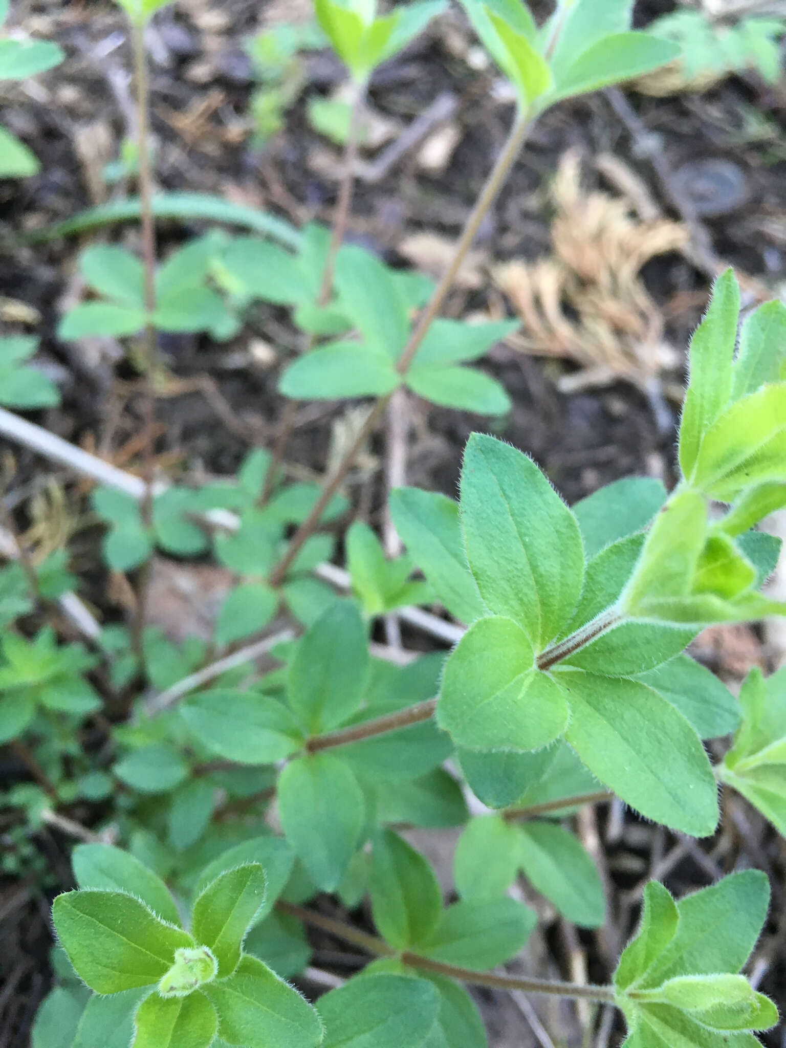 Image of licorice bedstraw