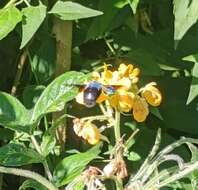 Image de Xylocopa abbotti (Cockerell 1909)