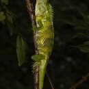 صورة Calotes nemoricola Jerdon 1853