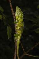 صورة Calotes nemoricola Jerdon 1853