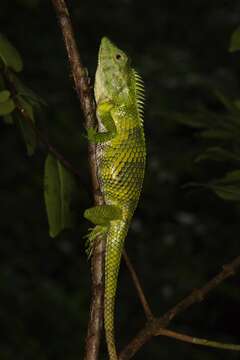 Image de Calotes nemoricola Jerdon 1853