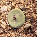 Слика од Conophytum pageae (N. E. Br.) N. E. Br.