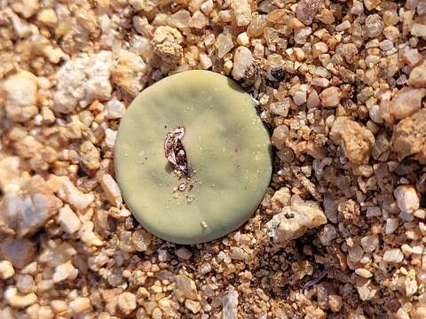 Image of Conophytum pageae (N. E. Br.) N. E. Br.