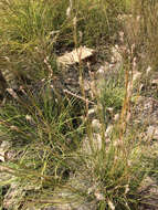 Image of woolyspike balsamscale