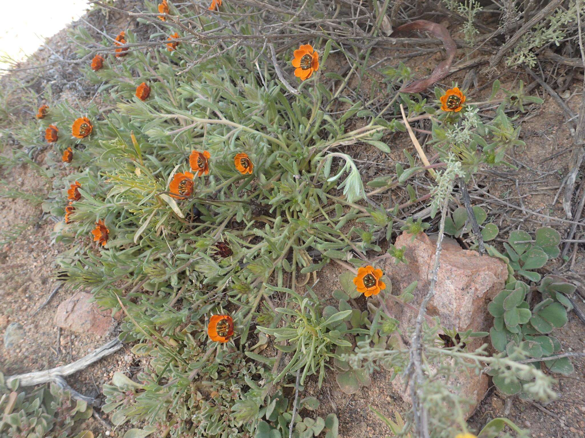 Image de Gorteria diffusa subsp. calendulacea (DC.) Roessler