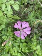 Image of Silene cythnia (Halácsy) Walters