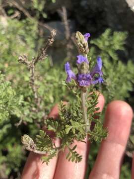 Image of Lavandula multifida L.