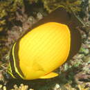 Image of Arabian Butterflyfish