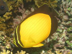 Chaetodon melapterus Guichenot 1863 resmi