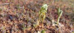 Image of Pterostylis arenicola M. A. Clem. & J. Stewart