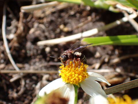 Triepeolus rufithorax Graenicher 1928 resmi