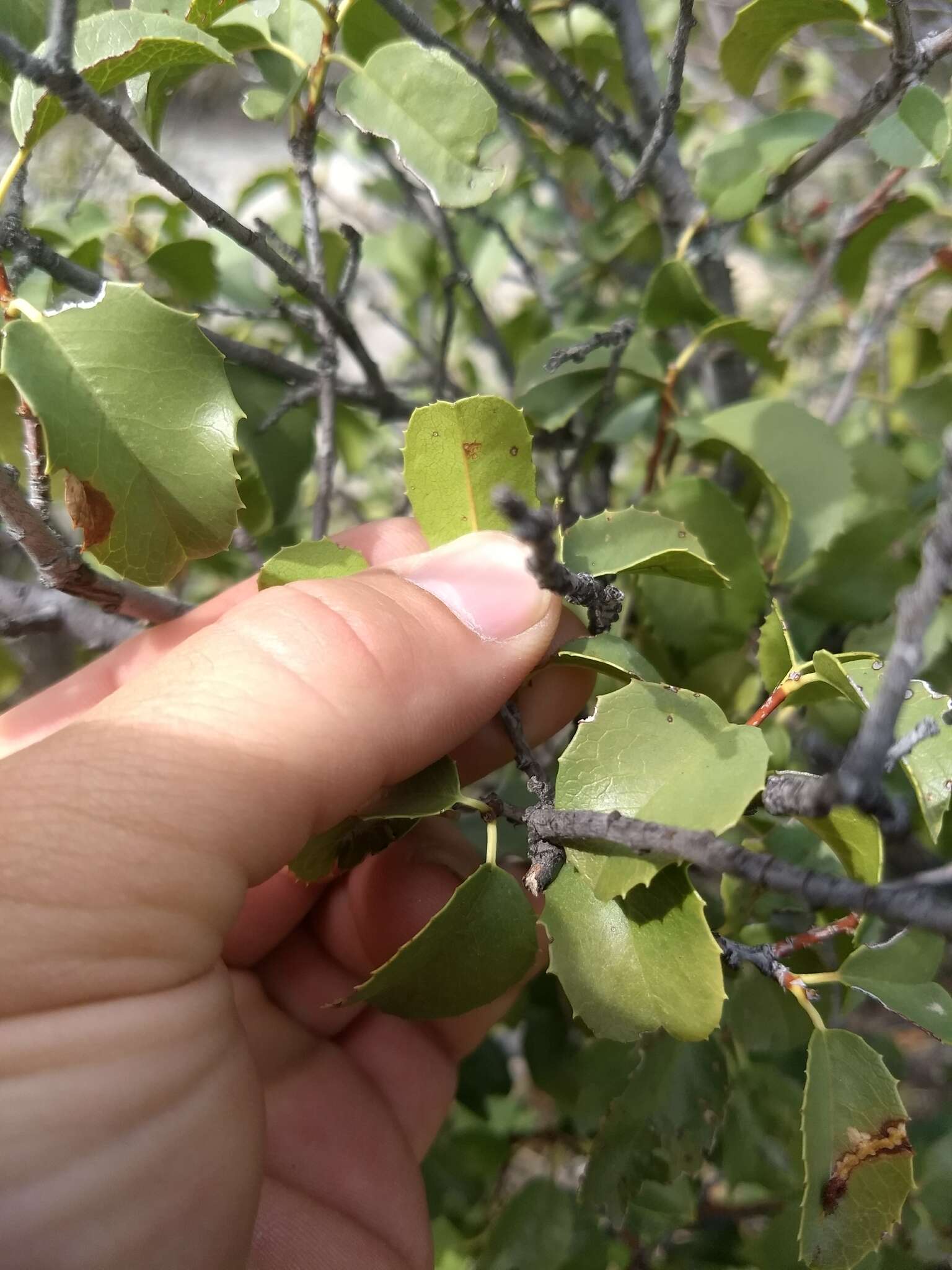 Image de Prunus ilicifolia subsp. ilicifolia