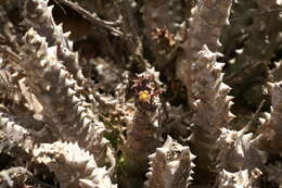 Image de Ceropegia arida (Masson) Bruyns