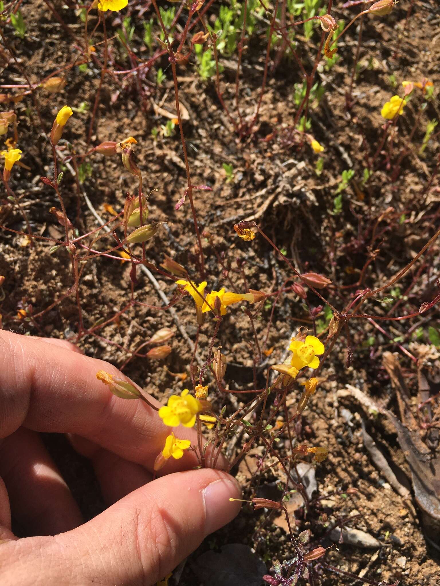 Image of Bare Monkey-Flower