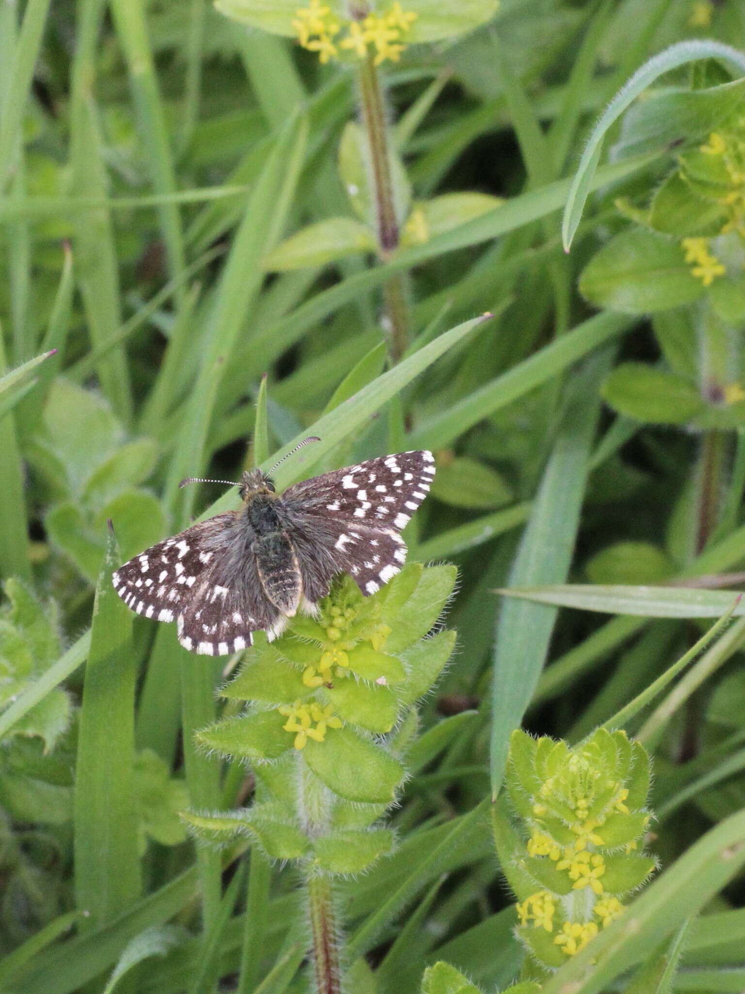 Image of Grizzled skipper