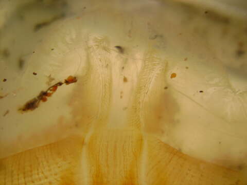 Image of Lion's Mane Jellyfish