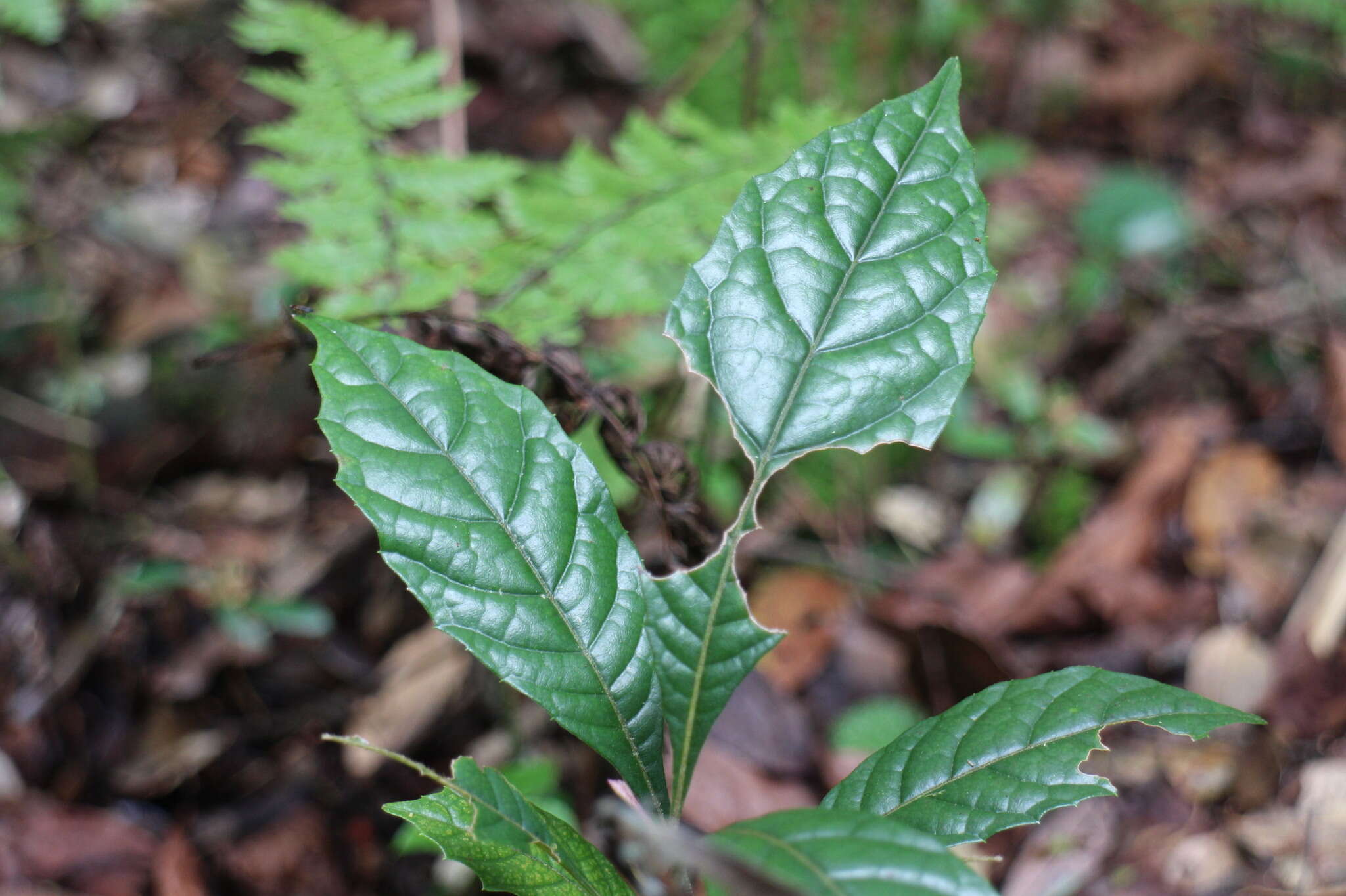 Plancia ëd Meliosma callicarpifolia Hayata