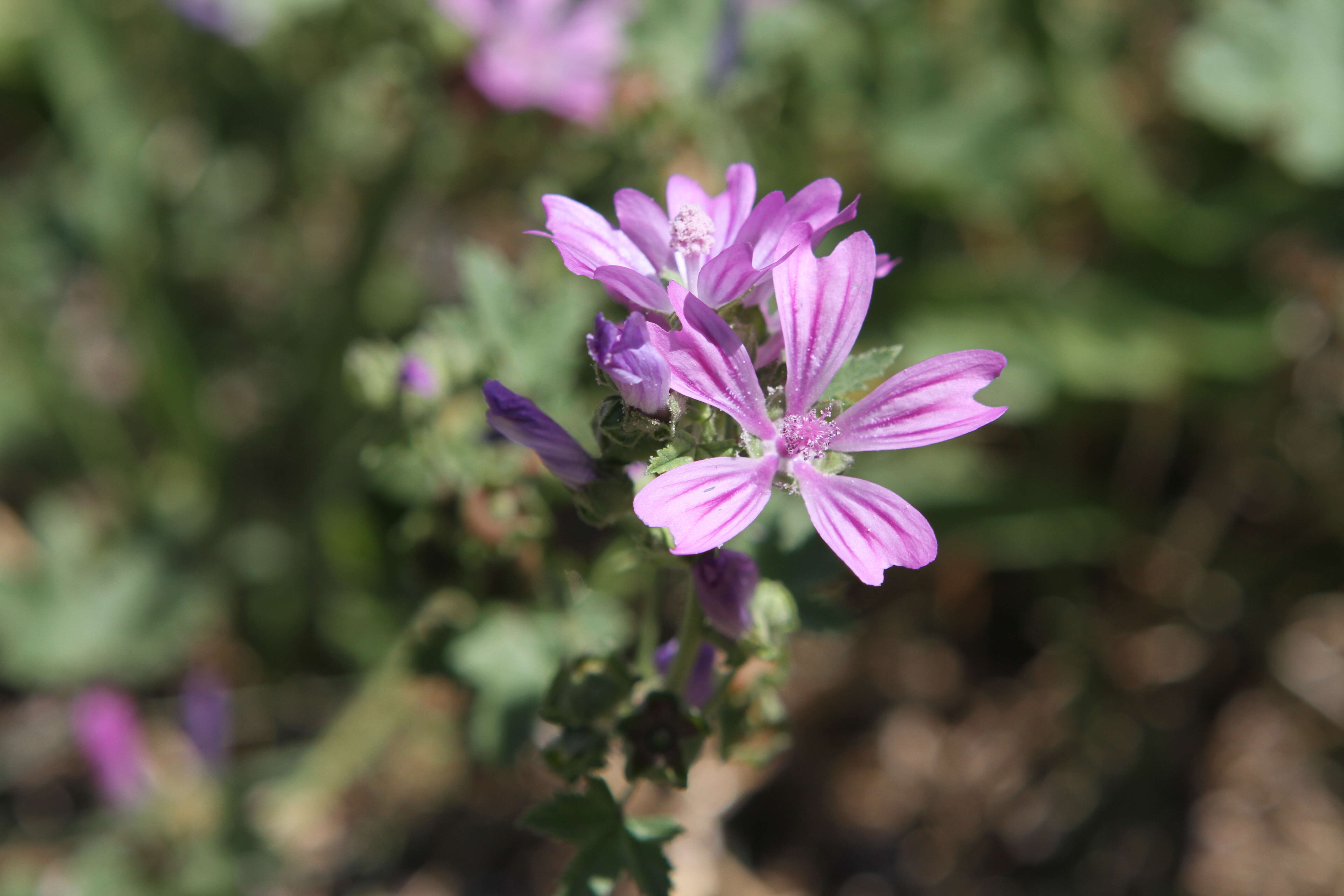 Image of high mallow