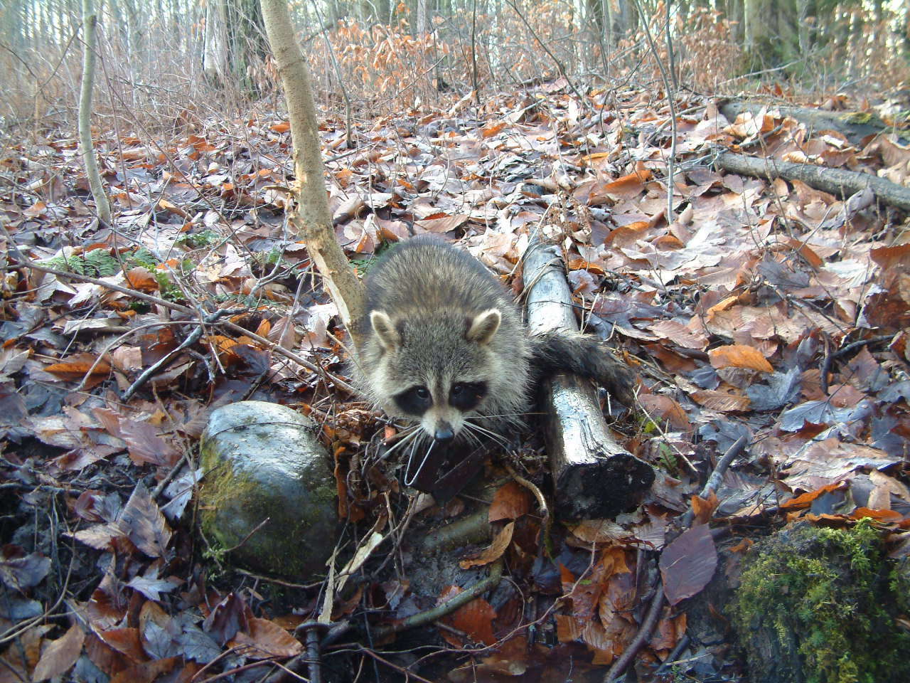 Image of raccoons