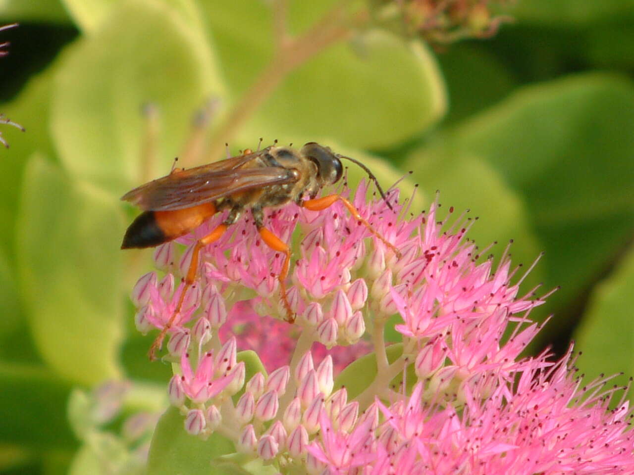 Image of Great Golden Digger Wasp