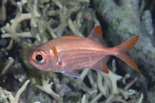 Image of Epaulette soldierfish