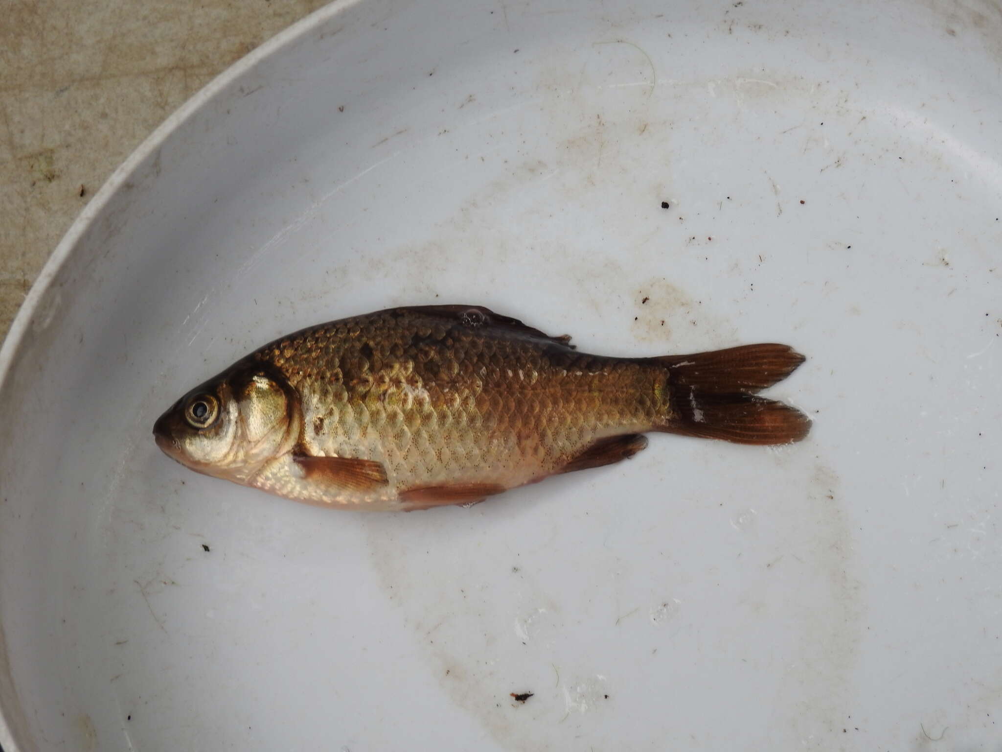 Image of Goldfish