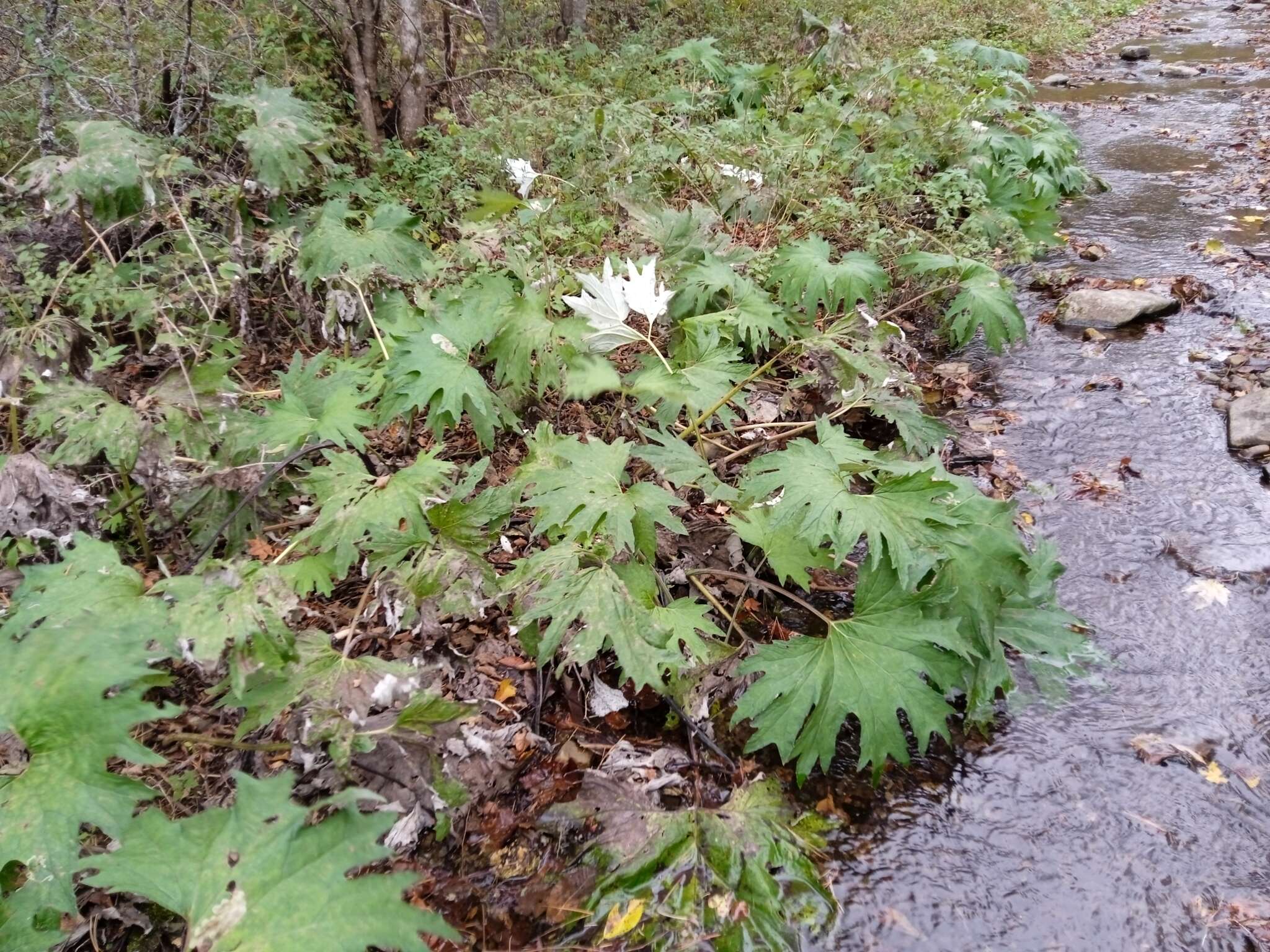 Petasites tatewakianus Kitam.的圖片