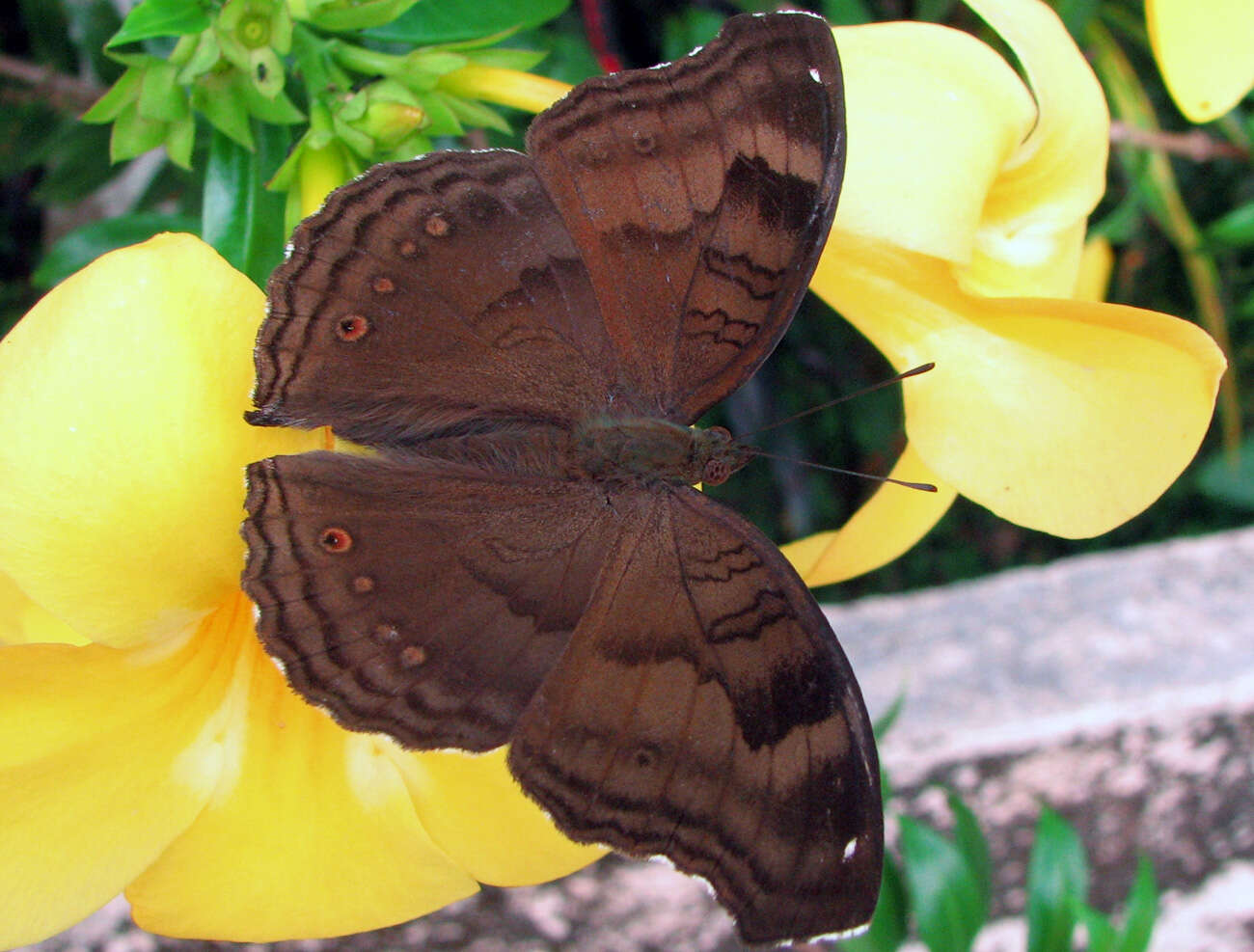 Image of chocolate pansy