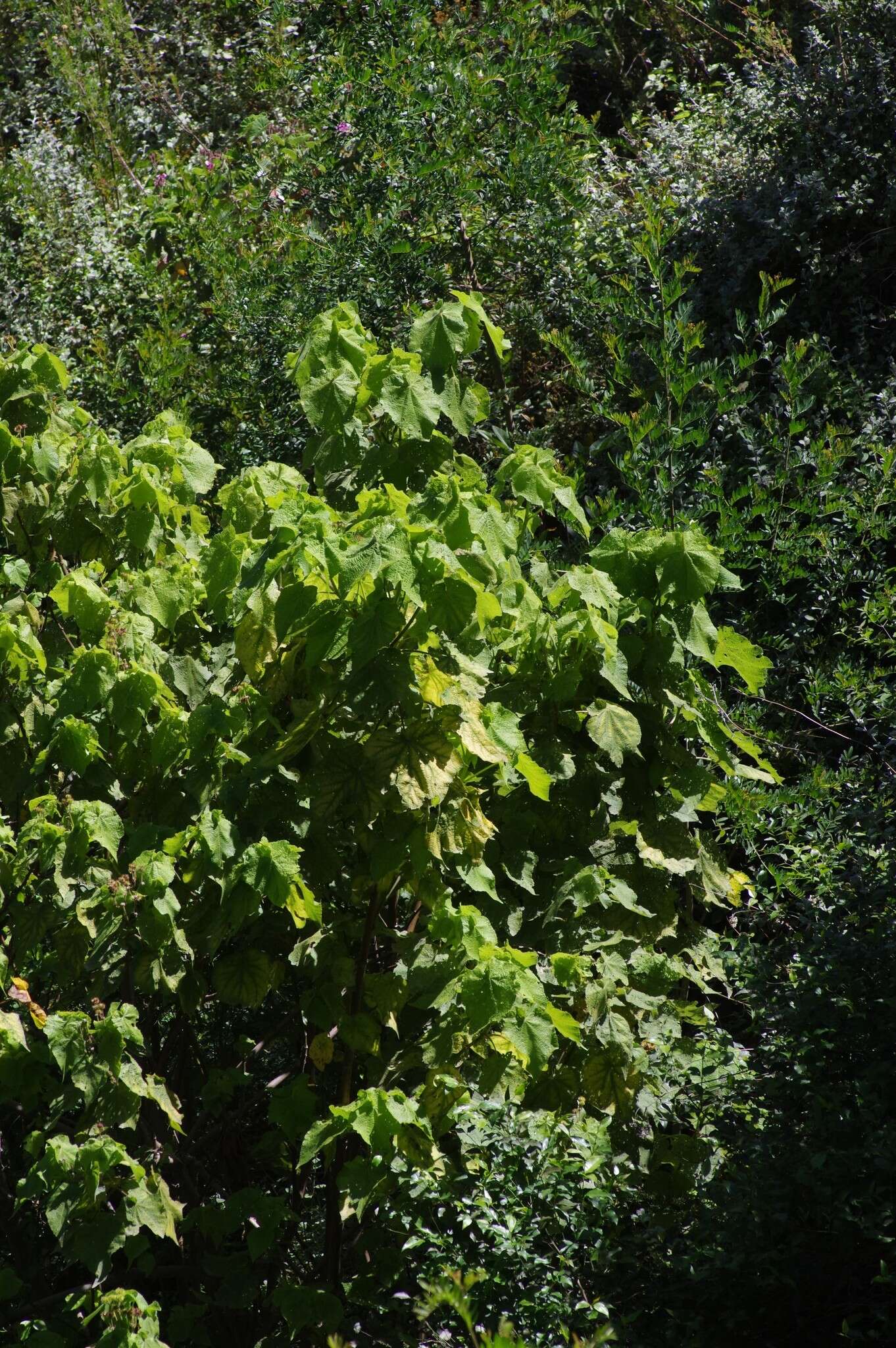 Sivun Sparrmannia africana L. fil. kuva