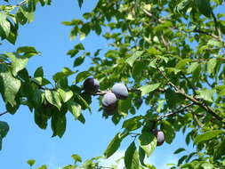 Image of European plum