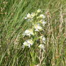 Image of Western prairie fringed orchid