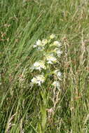 Image of Western prairie fringed orchid