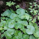 Image de Asarum europaeum subsp. europaeum