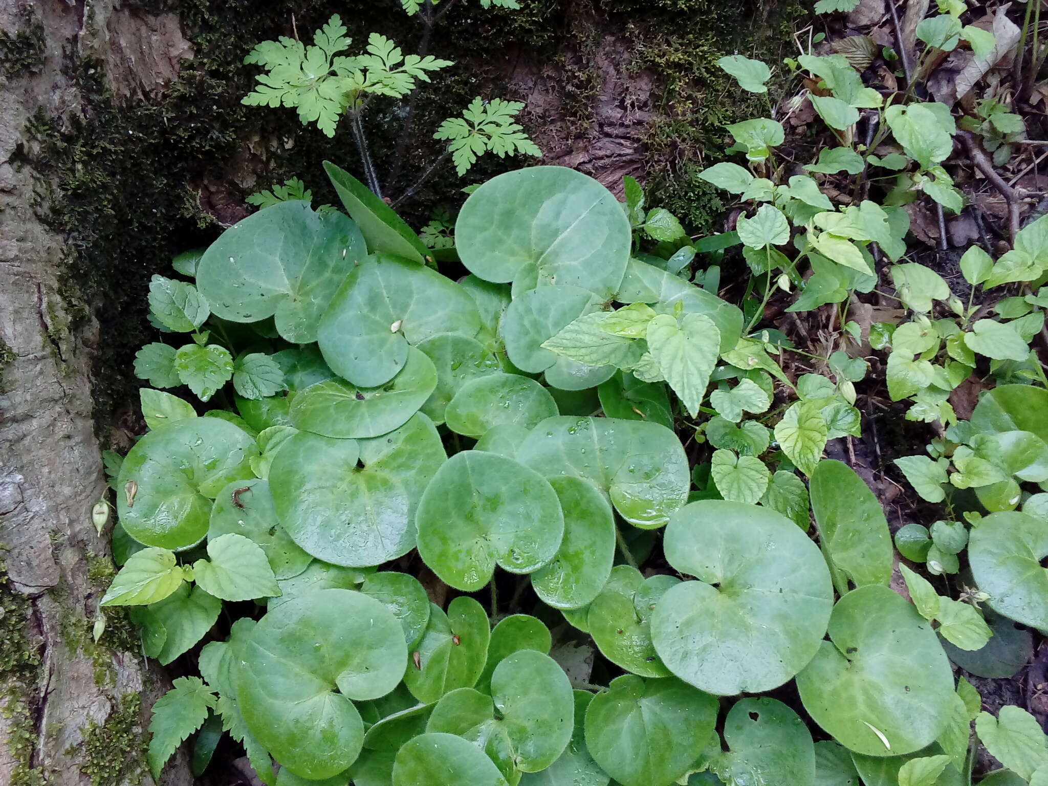 Image of Asarum europaeum subsp. europaeum