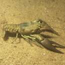 Image of Benton County Cave Crayfish