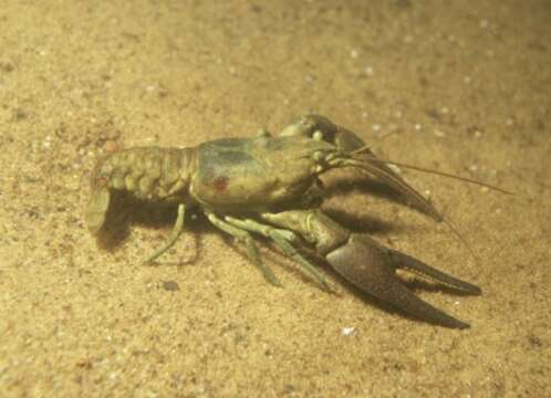 Image of Benton County Cave Crayfish