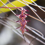 Bulbophyllum alcicorne C. S. P. Parish & Rchb. fil.的圖片