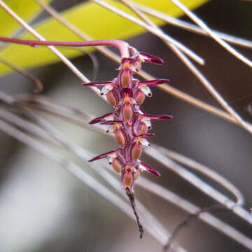 Image of Bulbophyllum alcicorne C. S. P. Parish & Rchb. fil.