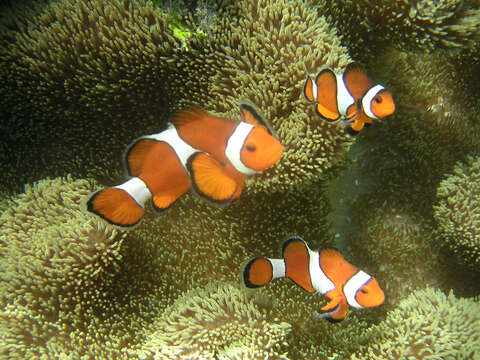 Imagem de Amphiprion ocellaris Cuvier 1830