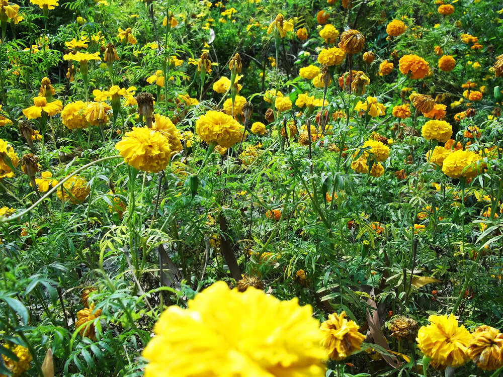 Tagetes erecta L. resmi