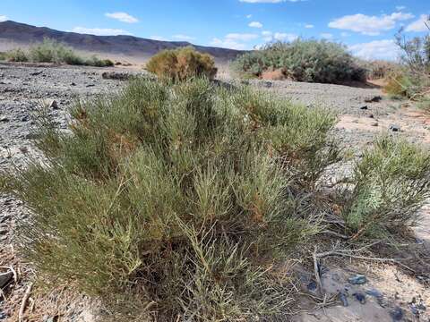 Image of Ephedra przewalskii Stapf