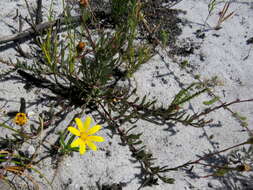 Image of Osteospermum polygaloides L.