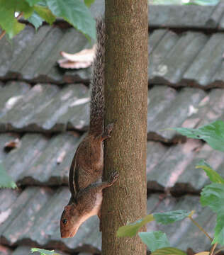 Image of Jungle Palm Squirrel