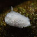 Image of Diaphorodoris lirulatocauda Millen 1985