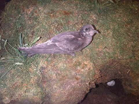 Image of British Storm Petrel