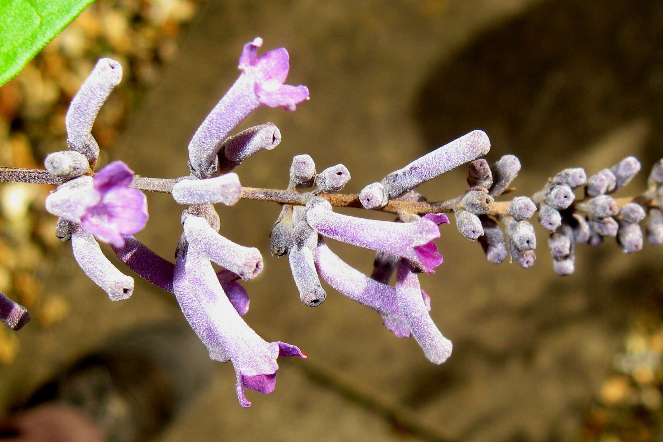 Image de Buddleja lindleyana Fortune ex Lindl.